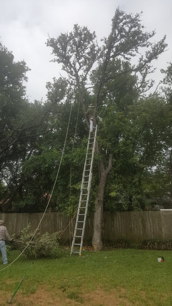 Gallery Images :  Clipper's Tree Service.